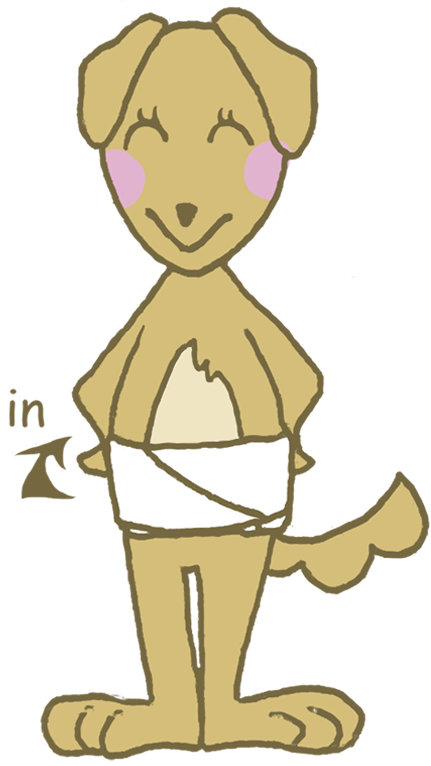 腹帯（岩田帯）の巻き方④